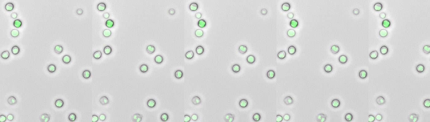  Flow Cytometry in Immuno-oncology Research