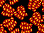 Shining Light on the Genome with CRISPR