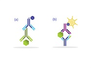 Tips on Optimizing ELISA Development