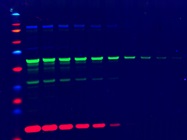 Advances in Western Blot Data Imaging
