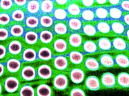 Flow Cytometry Dos and Donts for Multi-Omics Applications