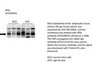Useful ATGL Antibody