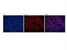 Great Foxp3 Antibody
