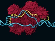 CRISPR Screening 101: Strategies for Target Identification