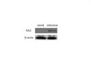 Great Dengue NS3 Antibody