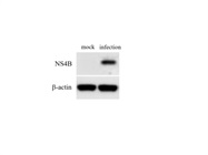 Great Dengue NS4B Antibody from GeneTex for WB