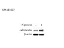 Great Calreticulin Antibody