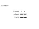 Really Good Calnexin Antibody