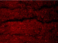 Workable Antibody to Label Endothelial Cells