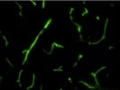 Good GFP Antibody