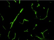 Good GFP Antibody