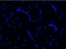 Good Secondary Antibody Alexa Fluor® 405
