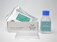 BIOFLOAT 96-well plates ultra-low attachment for spheroid culture