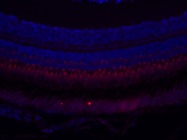 Great ZNF259 Antibody