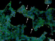 Insulin B Antibody for Immunocytochemistry