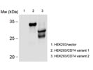 Great CD74 Antibody
