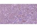 Great MIF Antibody