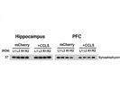 Reliable Synaptophysin Antibody
