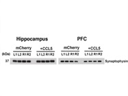 Reliable Synaptophysin Antibody