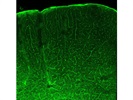 Great AQP4 Antibody