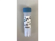 Very Good Staining for GFP Antibody