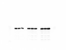Great NP (nucleoprotein) Antibody 