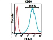 Very Nice CD90 Staining for Mouse