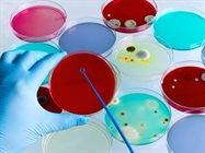 Infographic: Keep It Clean When Culturing