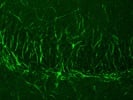 Great TRPV4 Antibody