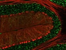 Great VGLUT2 Antibody