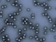 The MockV MVM Assay Kita Practical Solution for Predicting Viral Clearance