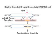 Single-Stranded DNA Synthesis Service