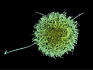 A Guide to NK Cell Markers