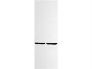Dependable Anti-GAPDH Antibody