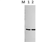 Great Antibody Works Great for Western Blotting