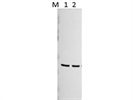 Anti-ß-actin Antibody Gives Great Results