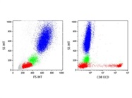 Very Bright CD8 Antibody