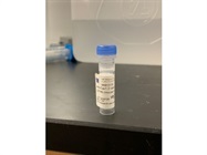Works Great for Western Blot