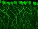 Calbindin Monoclonal Antibody Has Great Permeability and Sensitivity
