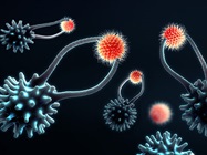 A Unified Atlas of CD8 T Cell Dysfunctional States in Cancer and Infection
