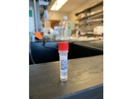 Reliable VWF for Western Blot