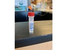 Dependable pCAMKII Antibody