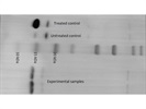 LC3B Antibody for I/II Ratio