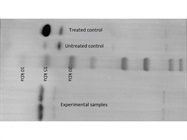 LC3B Antibody for I/II Ratio