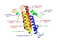 Full-Length Human Claudin 18.2 Protein Series