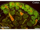 Anti-Pax2 Works Well for Immunofluorescence Staining