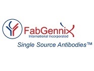 Low cost custom monoclonal or polyclonal antibody production
