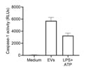The Caspase-1 Kit Works Well