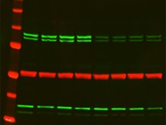 Western Blotting Troubleshooting Tips