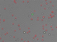 Counting Isolated Nuclei for Single-Cell Genomics
